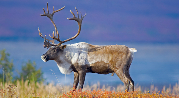 caribou canada