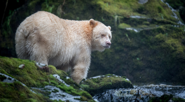 ours kermode canada