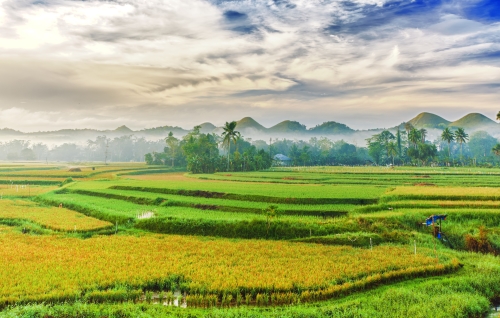rizières aux Philippines
