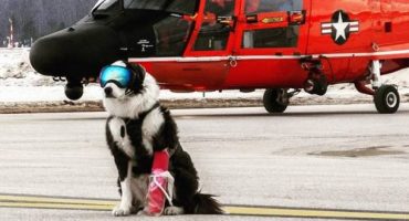 Piper, le chien de patrouille des pistes d’atterrissage,  fait sensation  sur Internet