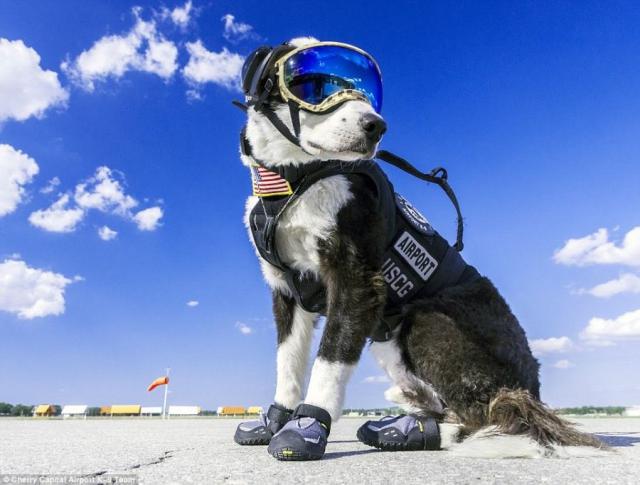 Piper, le chien de patrouille des pistes d'atterrissage, fait sensation sur  Internet - Magazine du Voyageur