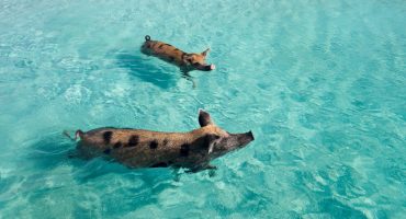 Nagez avec les cochons aux Bahamas