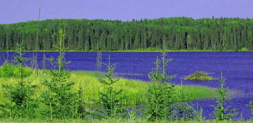 foret boreale sask automne