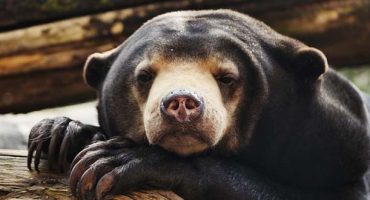 Une application permet aux touristes de dénoncer le trafic animalier