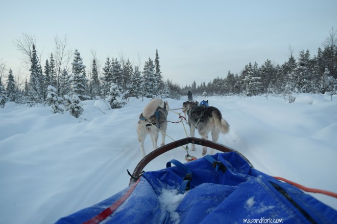 kiruna dog sledding