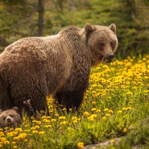 Grizzly Jasper iStock