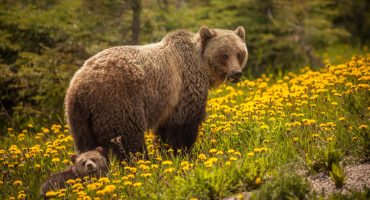 Les meilleurs endroits pour observer le grizzly