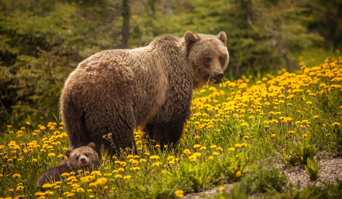 Les meilleurs endroits pour observer le grizzly
