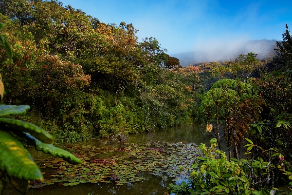 Flore du parc d'Horton Plains