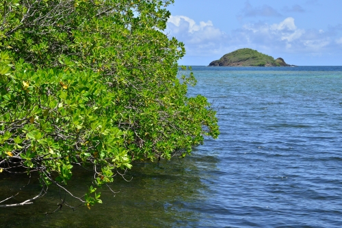Mangrove de la Caravelle
