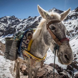 montagnes de lAtlas iStock