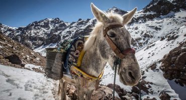 Faire du ski à Marrakech, ou les délices du tajine au pied des pistes…