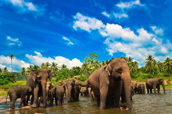 Eléphants dans le parc de Walawe