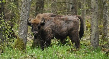 En Pologne, sur les traces des derniers bisons d’Europe