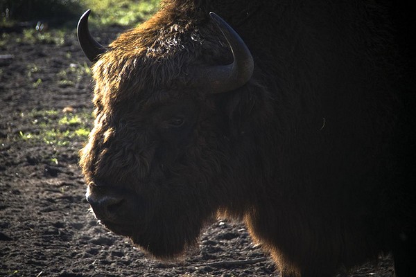 bison pologne 2