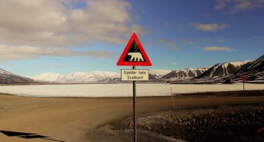 Destination grand froid: voir des ours polaires au Spitzberg