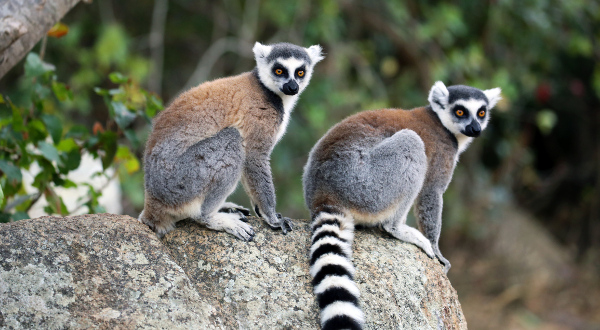 parc National de l'Isalo iStock