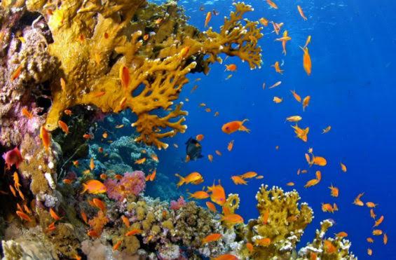 Les récifs coralliens, véritables “forêts tropicales” de nos océans…