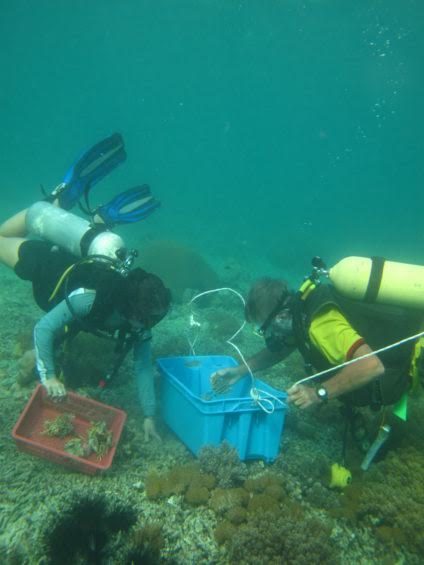 Réparation de récifs coralliens au large de l’île de Pom Pom, en Malaisie