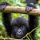 Gorille Ouganda