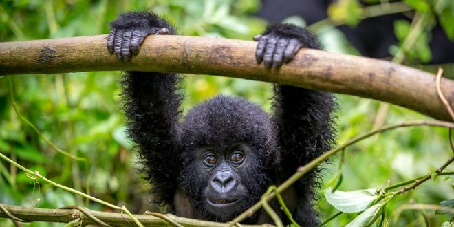 Gorille Ouganda