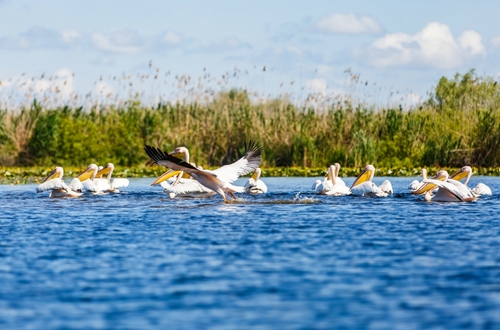 delta danube