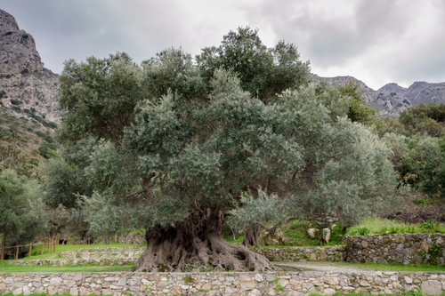 L’olivier de Vouves