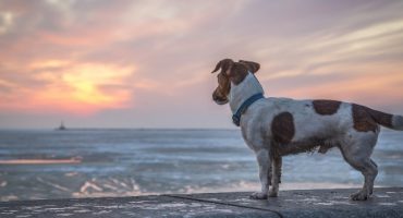 The City Dog : la solution de conciergie d’animaux domestiques idéale !