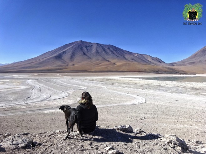 The Tropical Dog en Bolivie