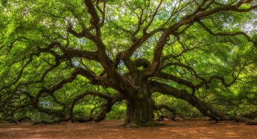 Tour du monde des plus vieux arbres de notre planète