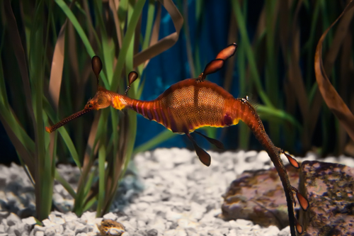 seahorse