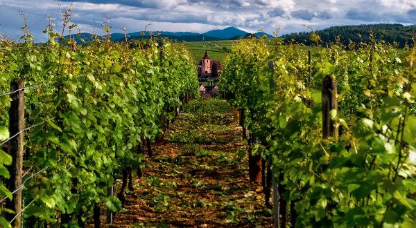 Route des vins - Alsace