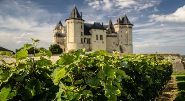 Vignoble à Saumur
