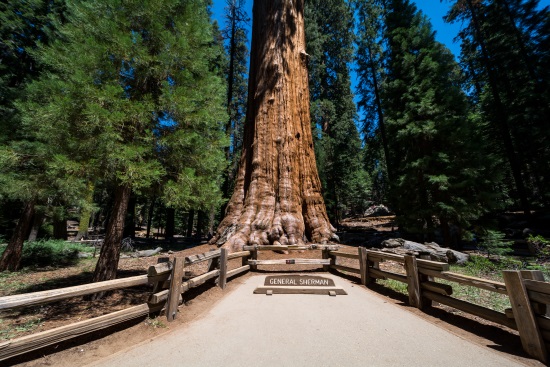 Le parc national du sequoie Californie
