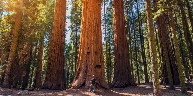 Forêt Séquoia Etats-unis