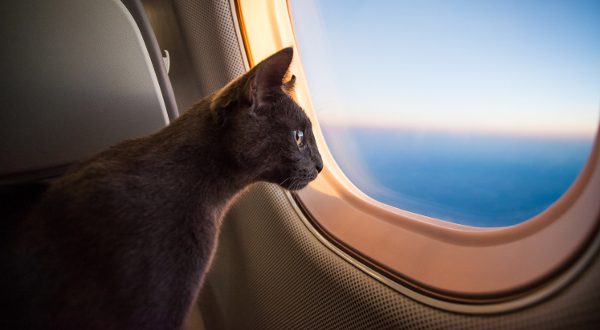 Animal de compagnie et l'avion