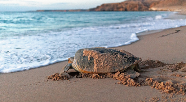 Ras al-Jinz plage Oman
