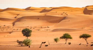 Que faire à Oman ? Nos incontournables
