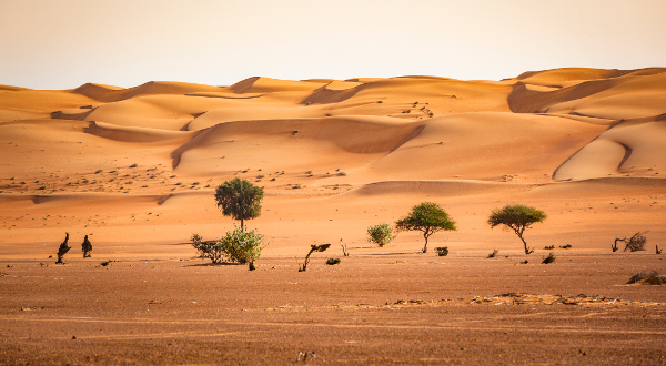 désert de Wahiba Sands Oman 