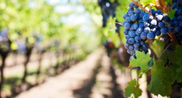 Voyages œnologiques : des vins là où on ne les attend pas