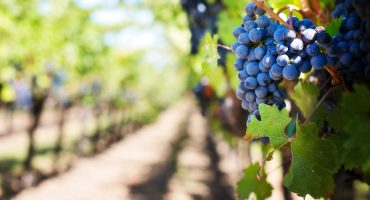 Voyages œnologiques : des vins là où on ne les attend pas