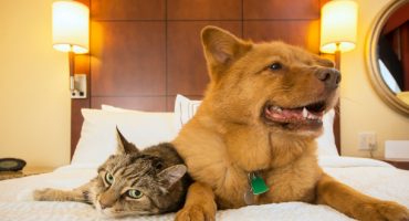 Top 5 des hôtels pour chiens et chats dans le monde