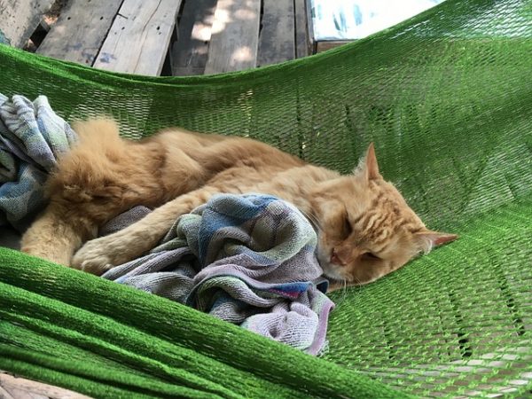 Chat qui dort dans un hamac