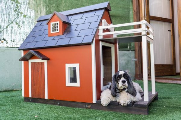 Chien dans sa maison