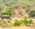 les plus belles destinations de safari dans le monde parc Krüger 120x100