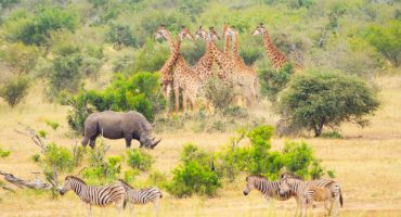 Top 10 des plus belles destinations safari dans le monde