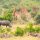 destinations-safari-parc-kruger