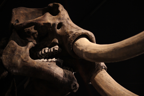 musee-new-york-mastodon