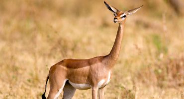Top 10 des animaux insolites à observer en voyage