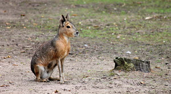 Mara-patagonie